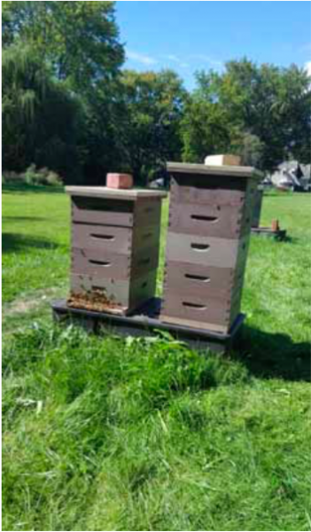 Betty Bee Apiary Provides a Glimpse Into the Hive